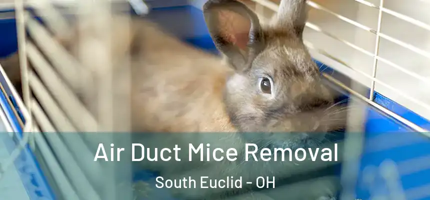  Air Duct Mice Removal South Euclid - OH
